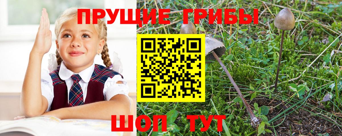 Железноводск  Псилоцибиновые грибы GOLDEN TEACHER  Вход с VPN 